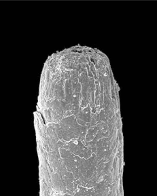 Microscope image of a sealed hair strand after treatment